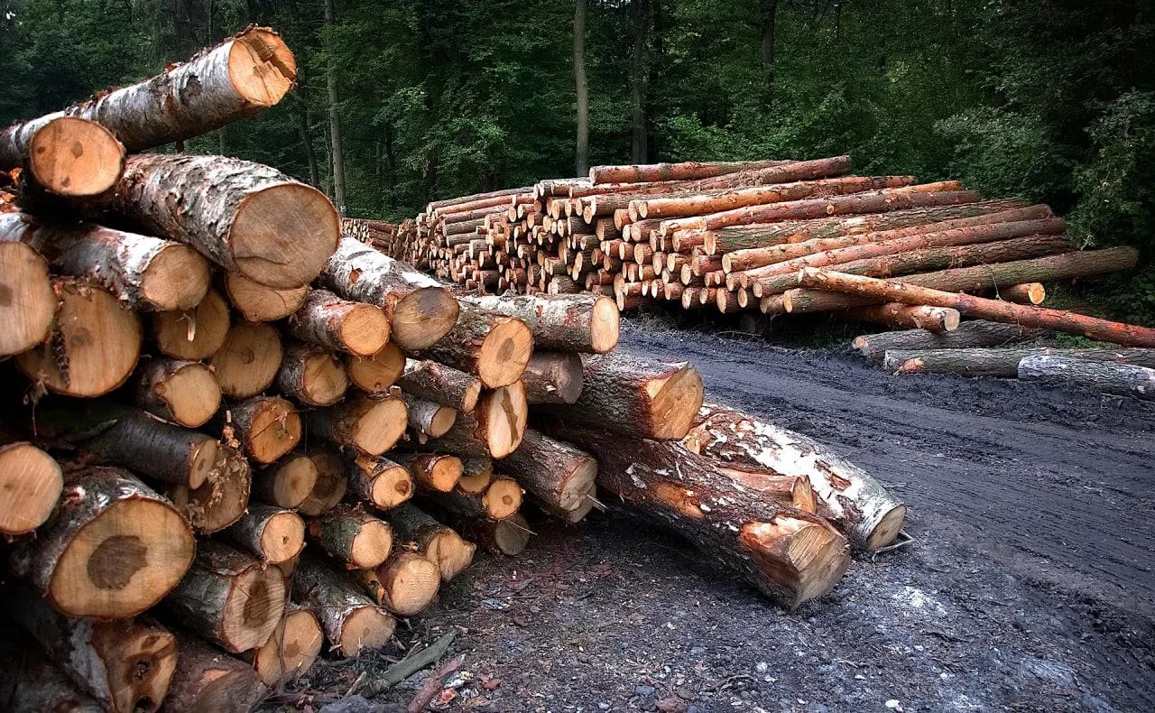 В&nbsp;Вологодской области осудили шестерых человек за&nbsp;незаконную вырубку леса на&nbsp;700&nbsp;миллионов рублей