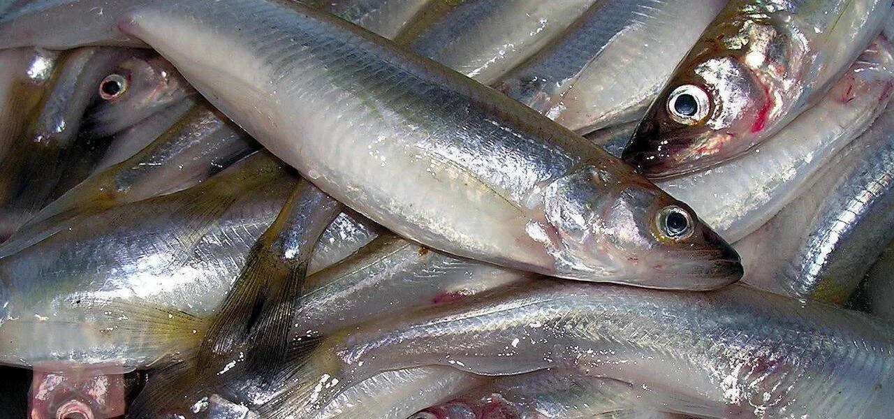 Корюшка в&nbsp;Петербурге подорожала до&nbsp;2200 рублей за&nbsp;килограмм
